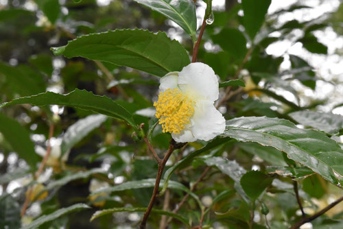 ９月に咲く白い花,木