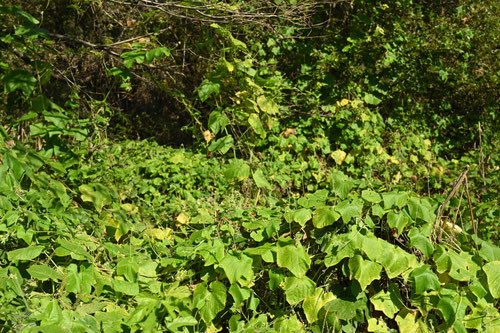荒地に生えるツル,あれちうり,アレチウリ