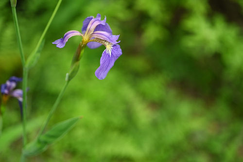 菖蒲の種類