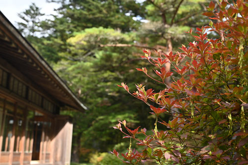 アブラツツジ,あぶらつつじ,紅葉,黄葉