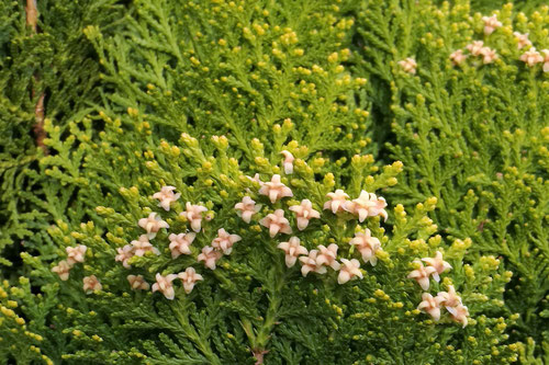 開花時期 コノテガシワ