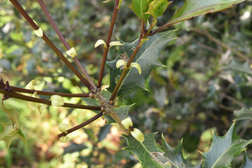 柊,ヒイラギ,ひいらぎ,特徴