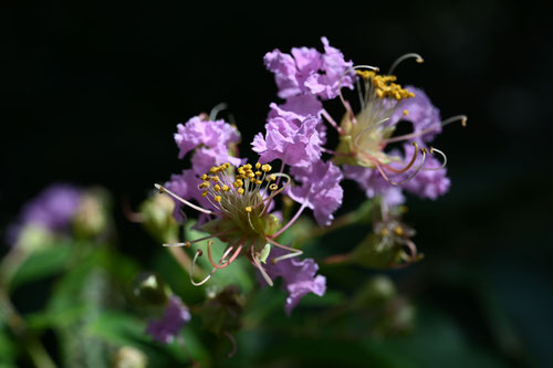 さるすべり,百日紅の花の色,むらさき,開花期