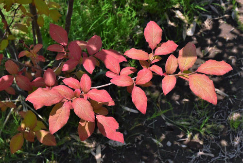 ナツハゼ（夏櫨） - 庭木図鑑 植木ペディア