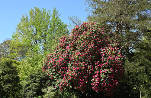 しゃくなげの花,石楠花の木