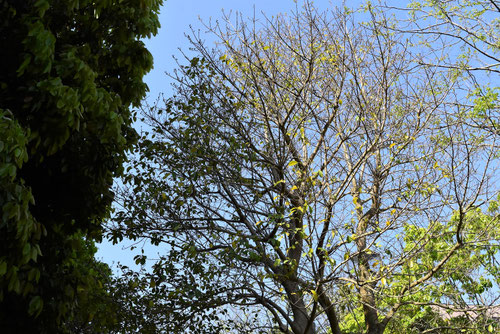 クロガネモチの木,くろがねもち,葉が落ちる