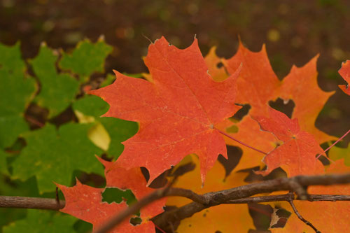 砂糖楓,サトウカエデ,さとうかえで