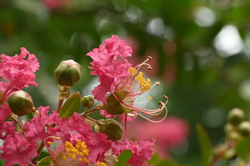 百日紅の木,開花,さるすべり