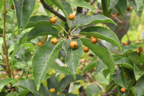 黄色い実のソヨゴ,画像