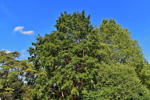 Japanese stuartia,tree