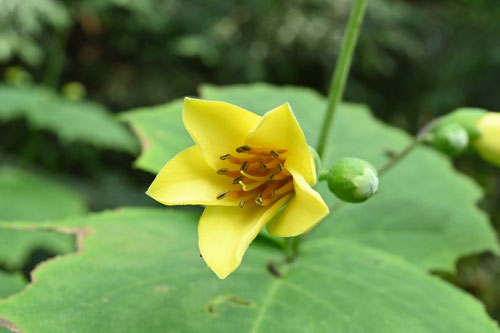 きれんげしょうま,天涯の花,キレンゲショウマ