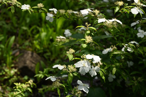 コガクウツギの花,こがくうつぎ