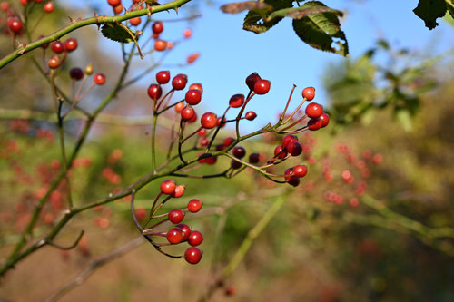 赤い実のなる木の名前,春,夏,秋,冬,食べられる