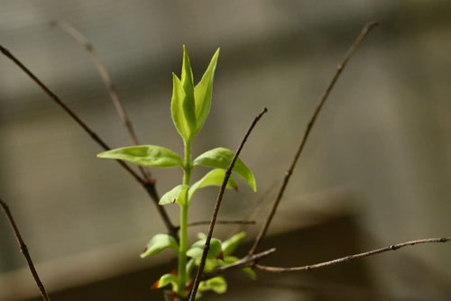 つくばねの木,ツクバネ,植物