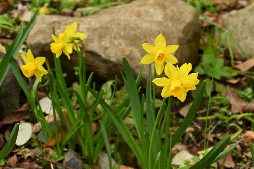 スイセンの花,水仙,narcissus,suisen
