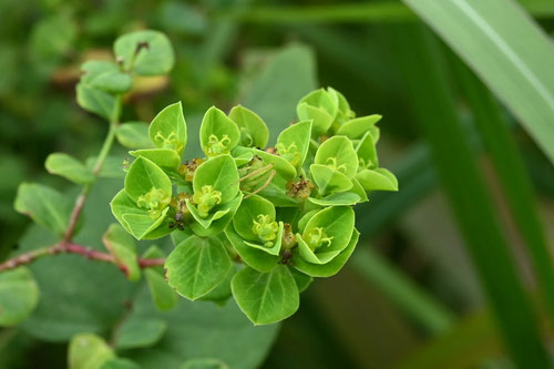 たかとうだい,植物