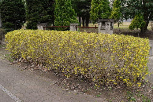レンギョウの花,れんぎょうの木,連翹