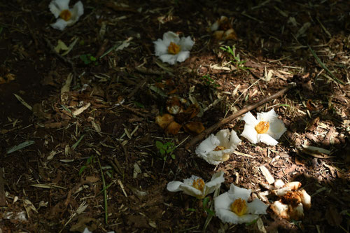 沙羅の木,なつつばき,花の落ち方