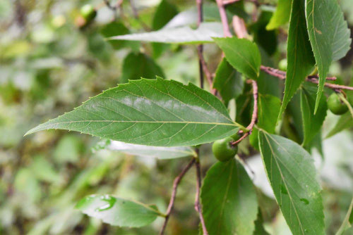 ムクノキ,むくのき,椋木,樹木,植物
