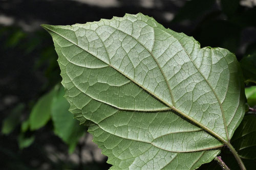 ヒマラヤクサギの木の葉っぱ,ボタンクサギ,ぼたんくさぎ