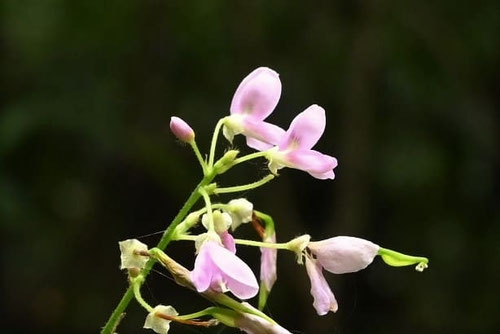 ヌスビトノアシ,花