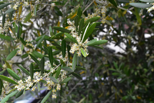 オリーブの木の花言葉.おりーぶ,特徴