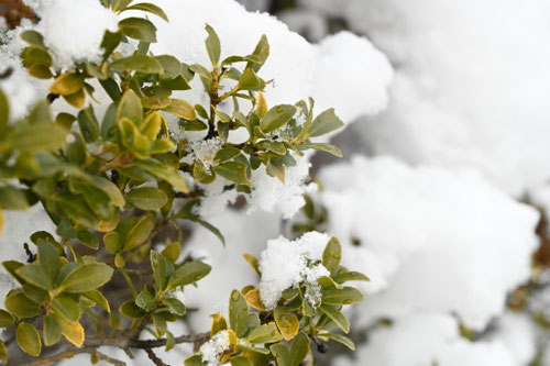 雪に耐えて育つ木