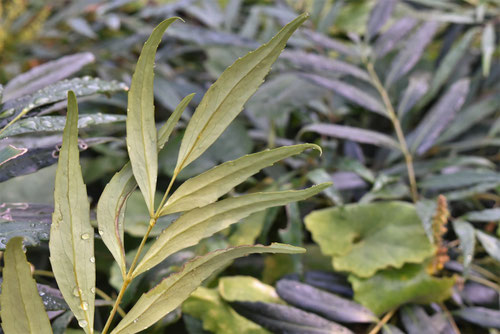 マホニアコンフューサ,植木