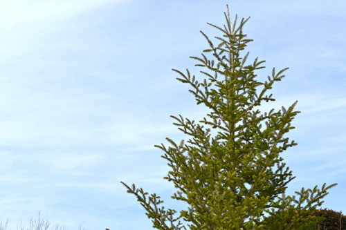 もみの木,モミノキ,図鑑,画像