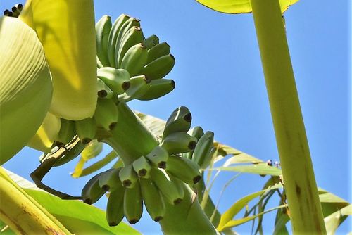 ばしょう,バナナの違い,芭蕉,植物