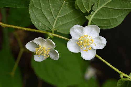 木天蓼,開花,またたび,マタタビ