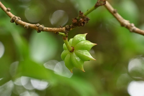 シキミ,シキビの果実,有毒,しきみ