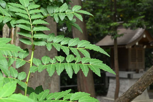 Japanese pepper tree,leaf,picture
