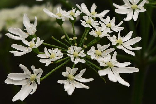 花独活の開花,ハナウド