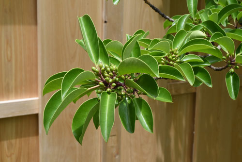 クロガネモチの木,くろがねもち,kuroganemoti