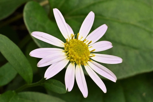 カントウヨメナ,開花時期