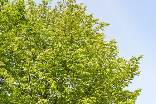 キタコブシの木の特徴は