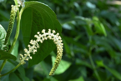 ハンゲショウ,半夏生,はんげしょう,植物