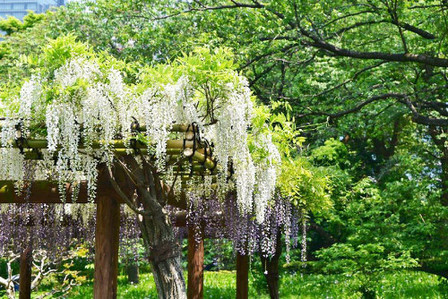 white flower,Wisteria floribunda