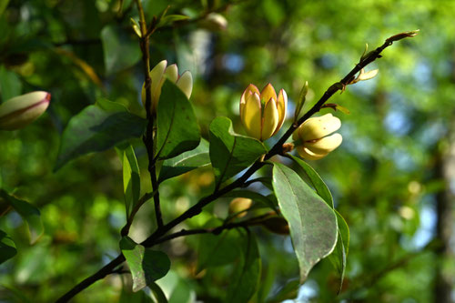 からたねおがたま,画像,カラタネオガタマの木の花