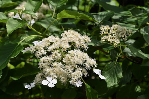つるあじさい,ツルアジサイ,蔓紫陽花,花言葉