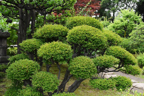 どうだんつつじ,管理