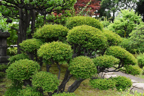ドウダンツツジ,どうだんつつじ,管理