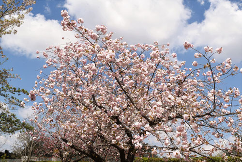 一葉,桜,街路樹