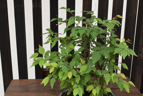 bonsai,soro