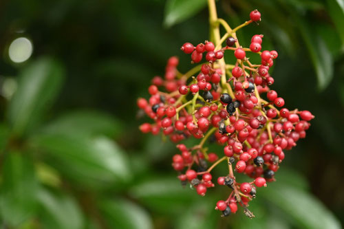 樹木,赤い実,名前,図鑑