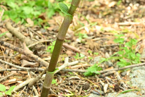 やぶみょうが,植物,ヤブミョウガ,藪茗荷