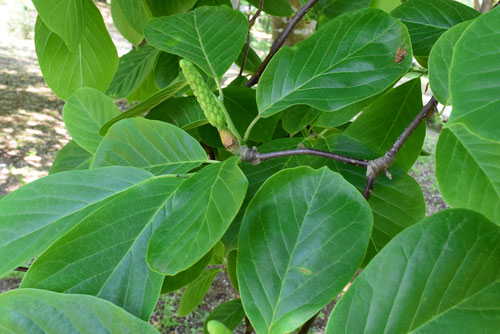 Kobushi magnolia