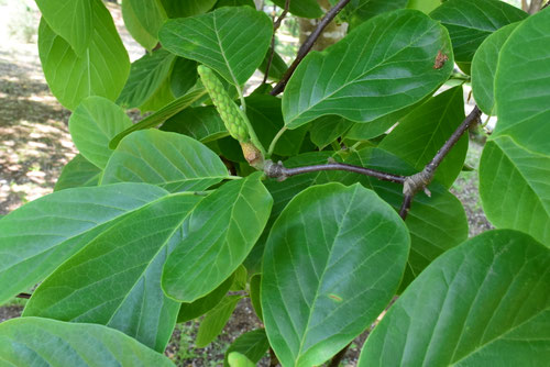 こぶしの花,コブシ,辛夷の木,Kobushi magnolia