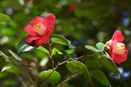 ヤブツバキ,ヤブツバキ,藪椿の木の花